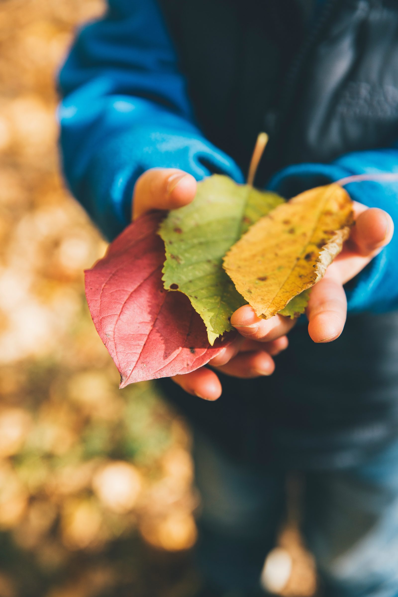 Destress During Fall With Your Family at Butterfly Beginnings Play Therapy in Davenport, Iowa